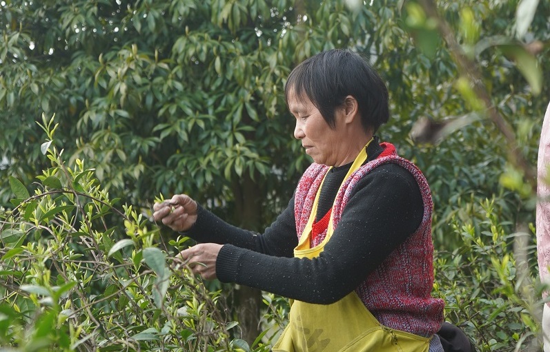 2025年蕊心茶业新茶开采了